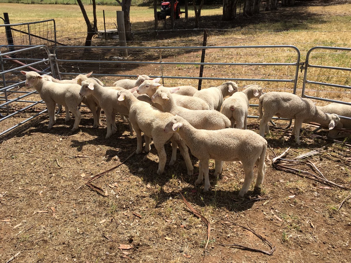 yhsag1's tweet photo. Year 10 Ag did a bit of visual selection today to determine the portion of this year’s ram lamb drop that will be kept on and those prepared for early sale ⁦@YassHighSchool⁩ https://t.co/wscQT5089R