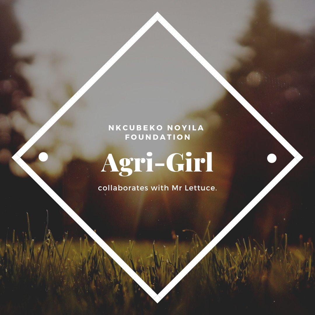 NNFSA1's tweet photo. Agri-Girl is an initiative started by NNF to help empower and equip young women through agricultural activities, to be part of this initiative please DM us, Today! #AgriGirl #NNF #Womandla 😃 https://t.co/Knanojwk5d