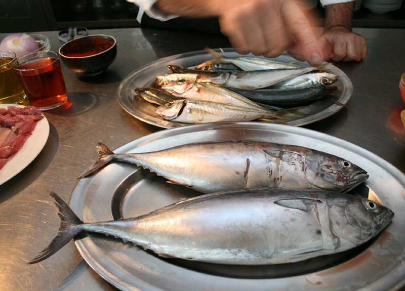 Nou taller de divulgació del peix fresc de #Palamós. A les 15.15 a l'<a href="/espaidelpeix/">Espai del Peix</a> goo.gl/zRjS5N