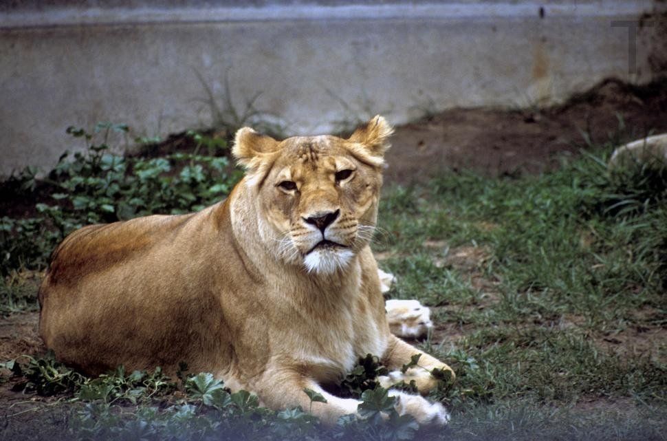 Miranda48995173's tweet photo. Lioness lying down in the zoo https://t.co/SyJell4wbh