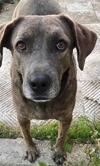 TizianoFerro's tweet photo. Volontarie allo stremo!
Il luogo in cui hanno messo al sicuro finora i nostri amici dev’essere sgomberato!
Cuccioli e cani adulti da adottare/aiutare.
Per info e per donazioni : 327 1059353 (solo whatsapp)
Mail 4zampefragagnano@libero.it 
IG @amicia4zampe_fragagnano
Grazie https://t.co/Lnz2Q8NjTg