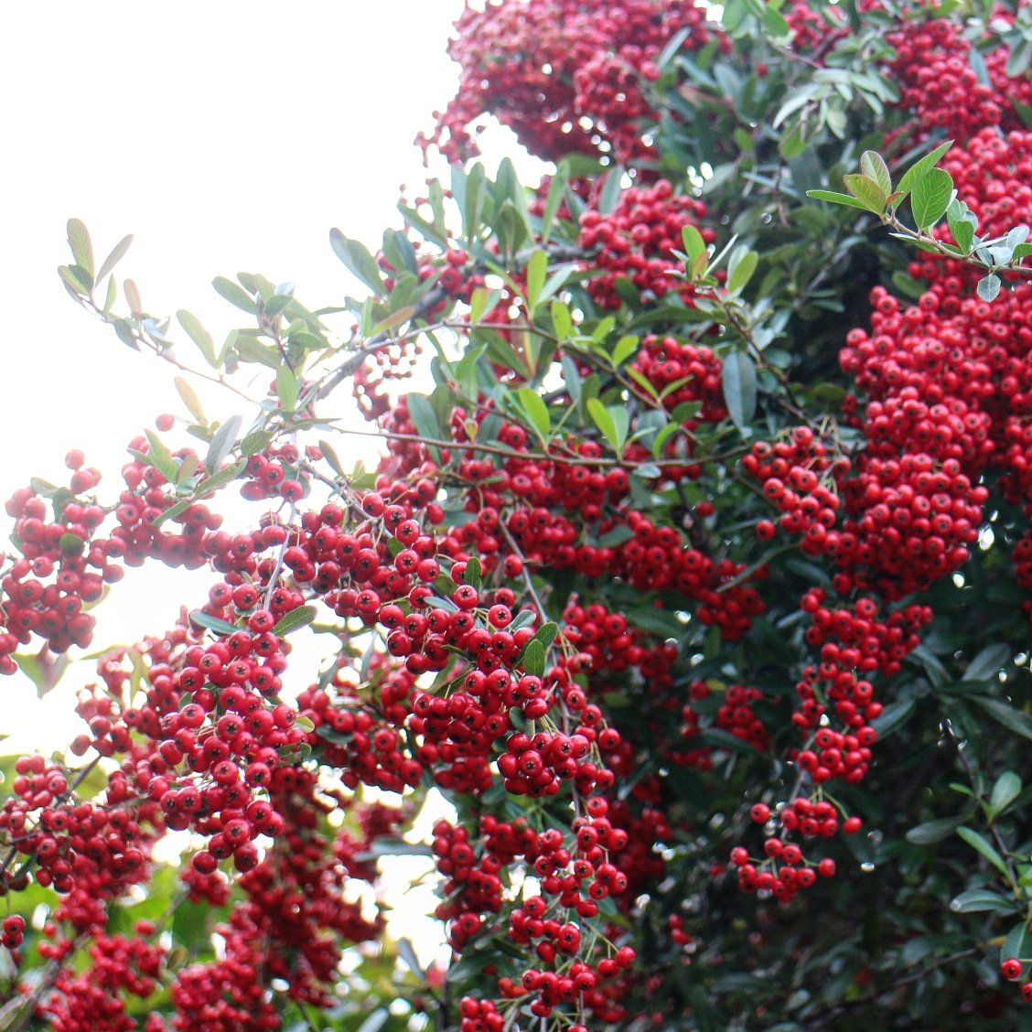 ピラカンサ Twitter Search Twitter