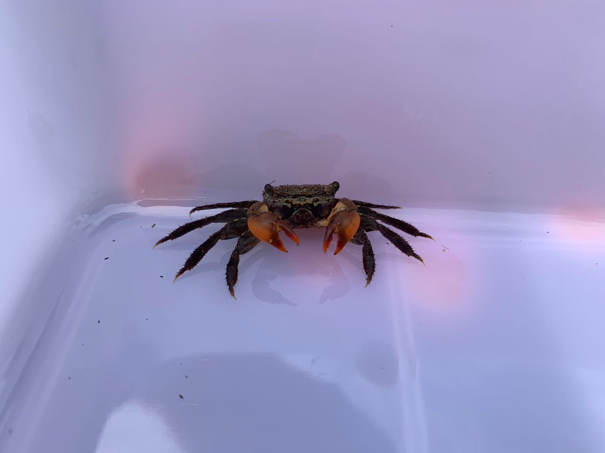ICHK_edu's tweet photo. Amazing learning during our Bioblitz day, with so many species of animals and plants located. #ICHKOutdoorlearning https://t.co/QpXxPcYX4N