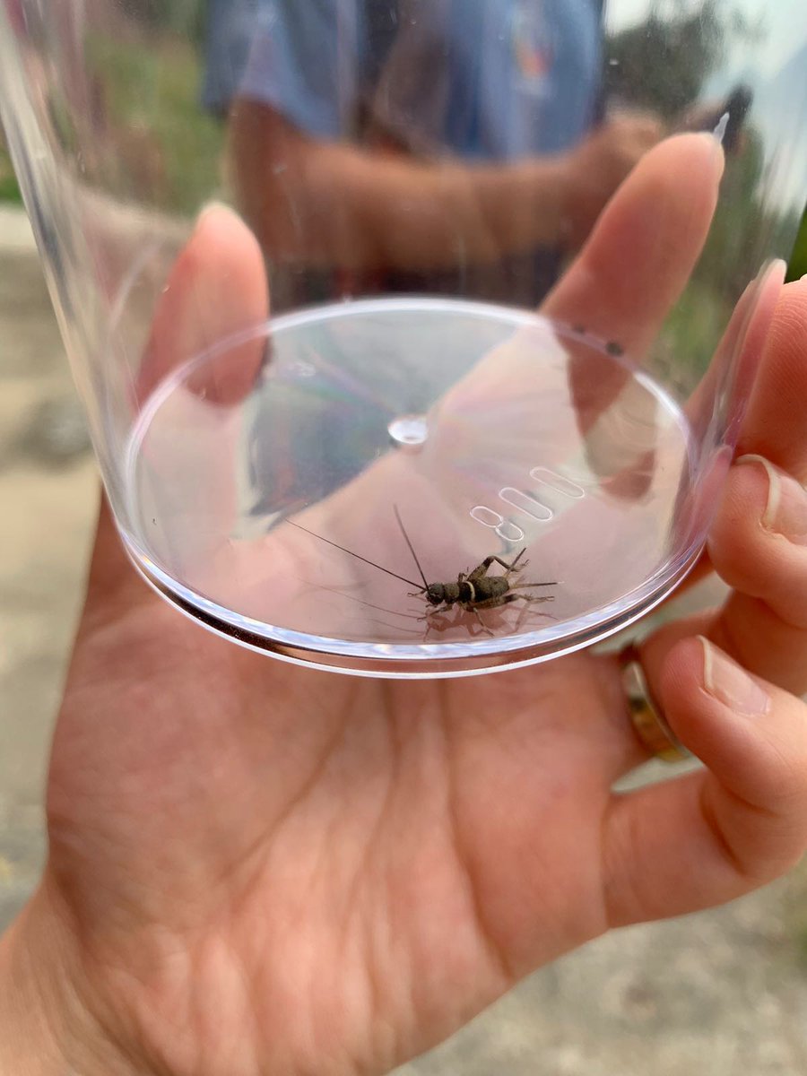 ICHK_edu's tweet photo. Amazing learning during our Bioblitz day, with so many species of animals and plants located. #ICHKOutdoorlearning https://t.co/QpXxPcYX4N