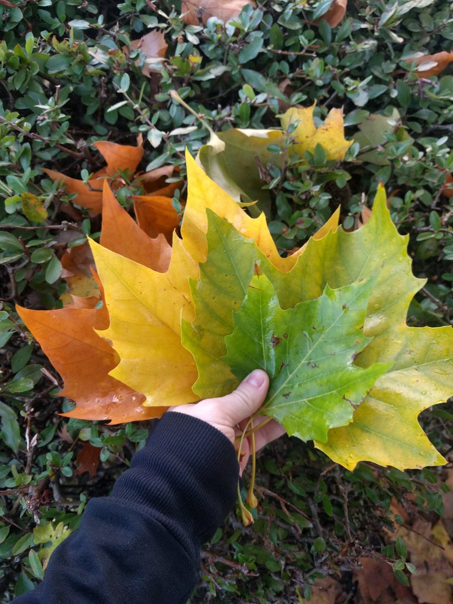 I keep putting these palettes together every time I go for a walk. It is so pretty! I wish it would stay so colourful a little longer :D 
#walking #colours #palette #autumnleaves #morning