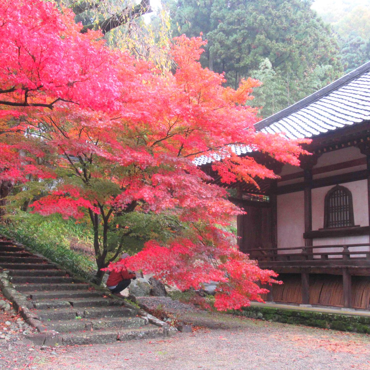 長野市 広報広聴課 インスタグラム更新 清水寺 と書いて せいすいじ と読む清水寺の紅葉が見頃です 真っ赤なもみじのトンネルでお散歩はいかがですか 長野市 若穂 清水寺 紅葉 もみじ 紅葉狩り T Co Stkmdlmae5 T Co 長野市 広報広聴課 インスタグラム更新 清水寺 と書いて せいすいじ と読む清水寺の紅葉が見頃です 真っ赤なもみじのトンネルでお散歩はいかがですか 長野市 若穂 清水寺 紅葉 もみじ 紅葉狩り T Co Stkmdlmae5 T Co