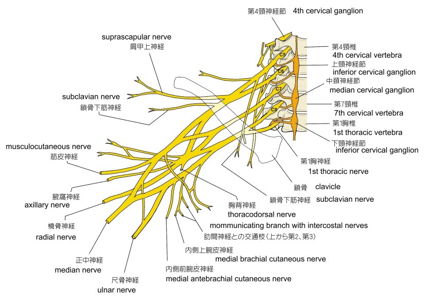 神経 叢 腕