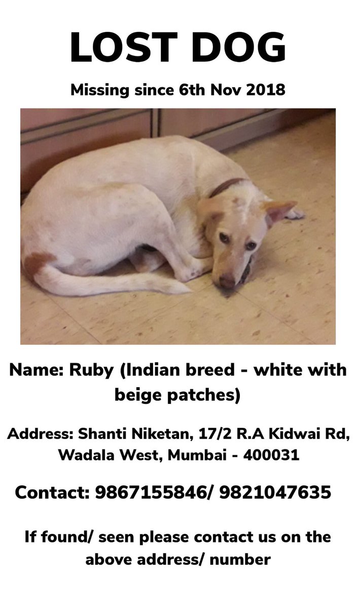 Riactive_'s tweet photo. @WSDIndia My pet stray has been missing from RA Kidwai Rd in Wadala since 6th Nov. Please RT https://t.co/KPLibAESif