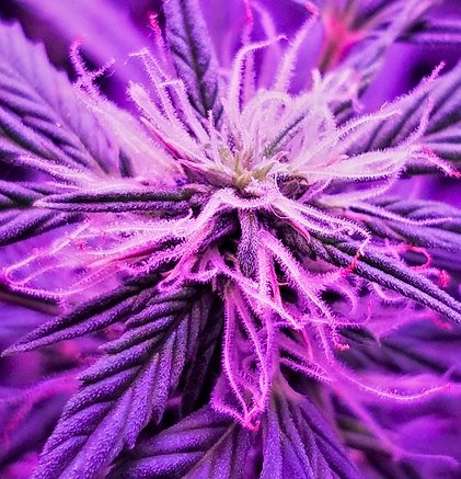 GroboGrow's tweet photo. Growers have been submitting some pretty juicy photos πΈ Check out AllGrowers for more!
.
#growbox #indoorgrowingsystems #grobo #grobogrow #growyourown #indoorplants #shareyourgrow #cannabis #cannabiscommunity #cannabisculture #cannabismovement #homegrown #growityourself https://t.co/figShSQfl7