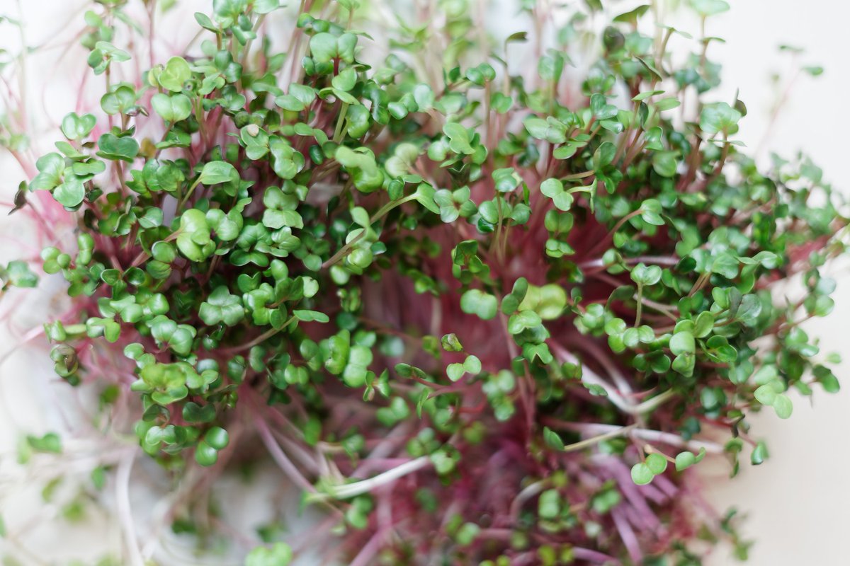 Vegzfr's tweet photo. Source de vitamine C, la micropousse de radis est croquante avec un goût sucré légèrement poivré. Rose, jaune ou encore daikon, il en existe plusieurs variétés.  
#food #foodtech #potager #potagerurbain #restaurant #chef #gastronomie #chefparis #gastronomy #vegetal #plante #paris https://t.co/YYL7lNZcDY