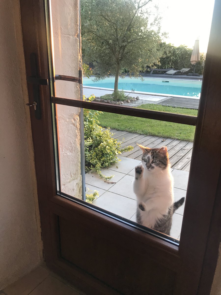 This is Amy, resident cat at Les Passeroses, getting in on the #yoga action. Cats know how to embrace the yoga lifestyle. There is even a cat-inspired yoga position - #Marjariasana - a great pose to stretch the spine #cat #yogacat #catstretch #catcow