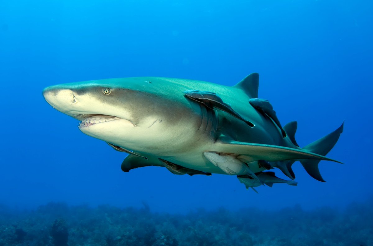 New paper from M. J. Smukall et al 2018 finds no apparent negative tagging effects after 13 years at liberty for a lemon shark, implanted with acoustic transmitter. #sharkscience #acoustictelemetry Pic - A kok CC BY SA onlinelibrary.wiley.com/doi/abs/10.111…