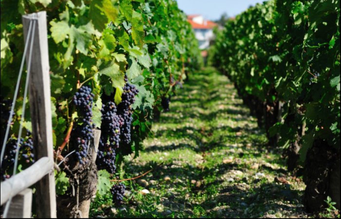 cbctvaz's tweet image. В Азербайджане к 2023 году на четверть вырастет производство вина  #cbcaz
cbc.az/ru/news/news15…