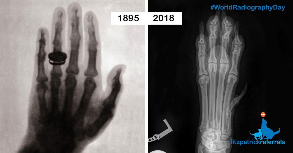 fitzpatrickref's tweet photo. Celebrating #WorldRadiographyDay with the 1st medical image ever taken using X-rays, a new type of ray accidentally discovered on this day in 1895 by Wilhelm Röntgen versus a 2018 digital image of 1 of our patients’ paws! Now an essential, everyday part of veterinary practice! https://t.co/Ae1ksTod8B