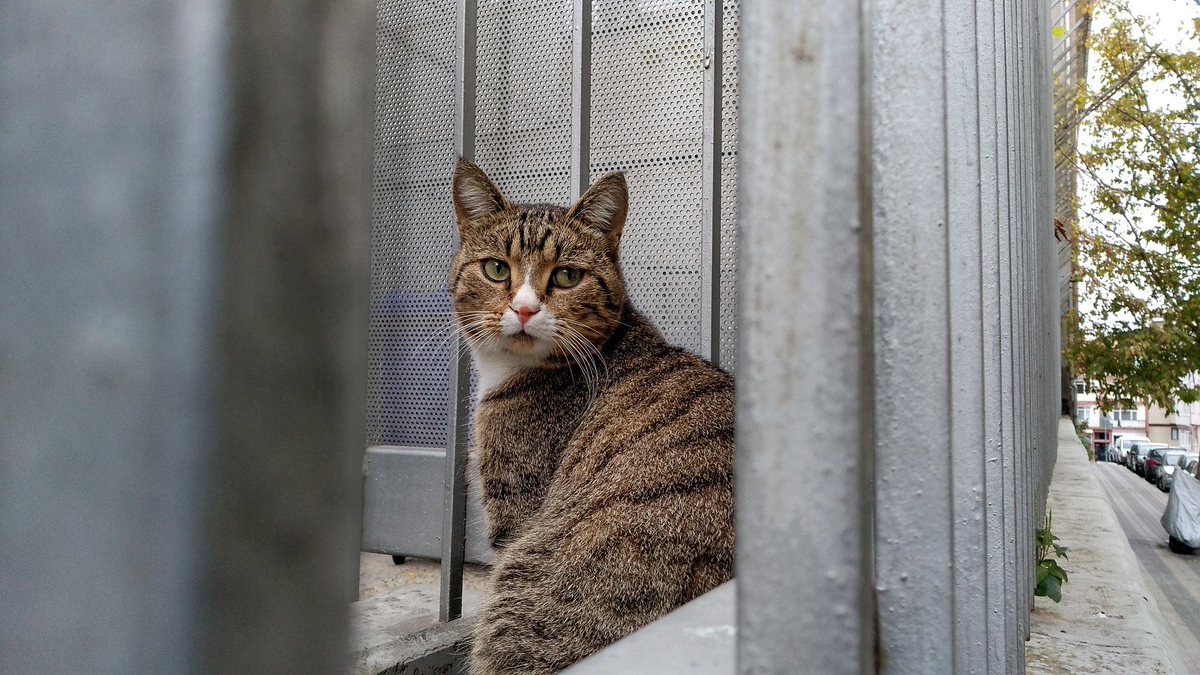 Paylaşmadan edemezdim. Üsküdar Kedisi.
#kedi #istanbul #istanbulunkedileri #üsküdar