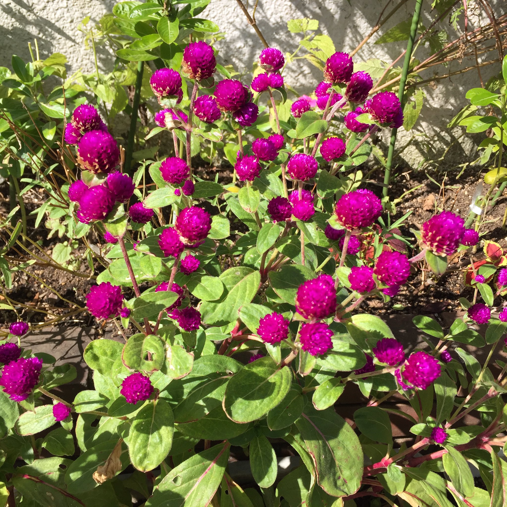 Masashi 種類不明の花 もし誰か知っている方がいたら教えてください An Unknown Kind Of Flower If Anybody Knows Please Let Me Know 何花 花 赤い花 赤紫の花 小さい花 秋 晴れ 日差し Unknownflower Flower Redflower Littleflower