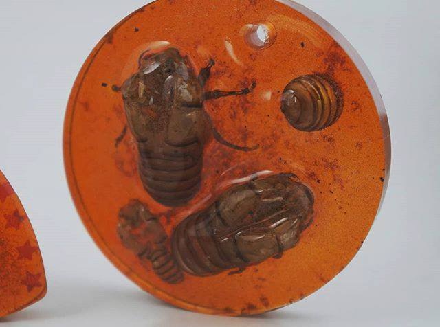 SikiliFrik's tweet image. Medaljon od insekata :-) Moram da pomenem da du ovo samo ljusture, nismo povredili ni jednog insekta :-) These are empty shells, we didn&apos;t hurt any insects.... #insectscreen #insectsoftheworld #insects_shots #insectagram #entomology #insects #insects_of_our_world #insect #in…