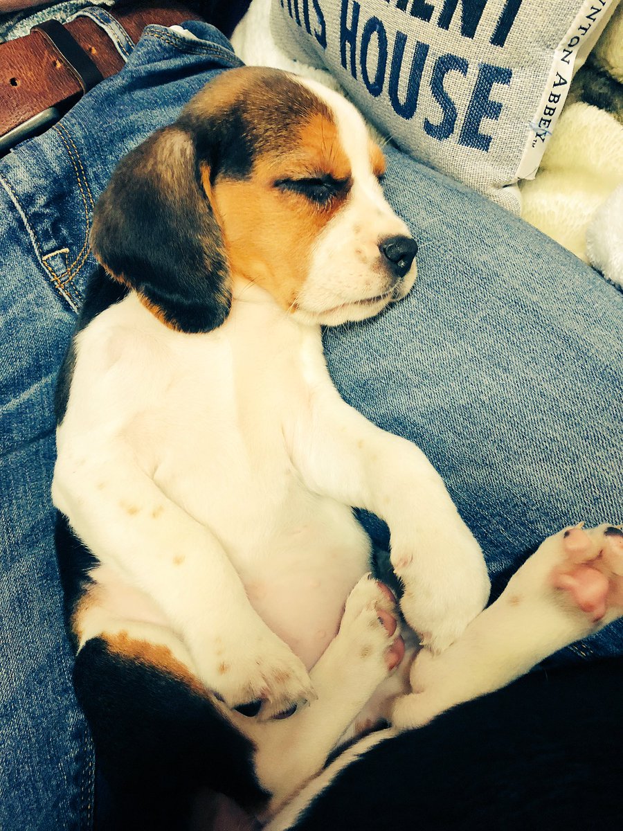 MissAnnieLarkin's tweet photo. Hey guys, sorry I’ve been so quiet, it’s been a busy week working, performing, coming up with a new business idea, oh and welcoming this little one to the family. Everyone meet Parker 💕🐾💕 #puppylove https://t.co/opDqrv4cwN