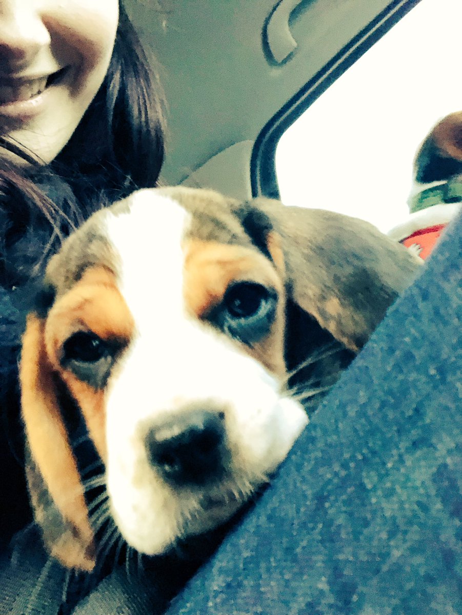MissAnnieLarkin's tweet photo. Hey guys, sorry I’ve been so quiet, it’s been a busy week working, performing, coming up with a new business idea, oh and welcoming this little one to the family. Everyone meet Parker 💕🐾💕 #puppylove https://t.co/opDqrv4cwN
