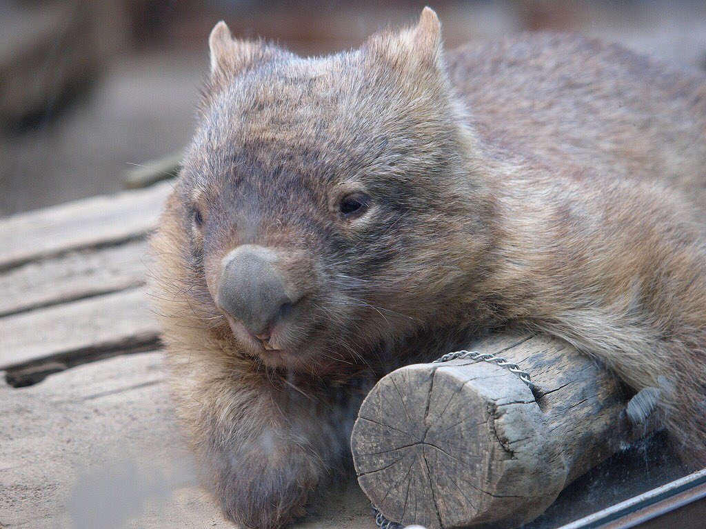 都築英哲 En Twitter 11 8 今日が命日 多摩動物公園で暮らしたウォンバット チューバッカ ブログにもしたので そこから10年 上半期くらいの写真より 大好きな場所 ガラス側にある舞台 大好きなもの 抱き枕にもなる丸太 都築英哲 En Twitter 11 8 今日が命日 多摩動物公園で暮らしたウォンバット チューバッカ ブログにもしたので そこから10年 上半期くらいの写真より 大好きな場所 ガラス側にある舞台 大好きなもの 抱き枕にもなる丸太