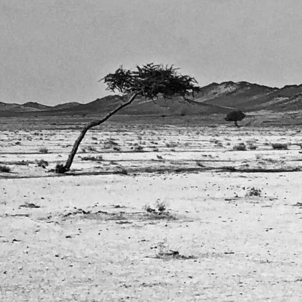 العنود بنت مضحي tweet media