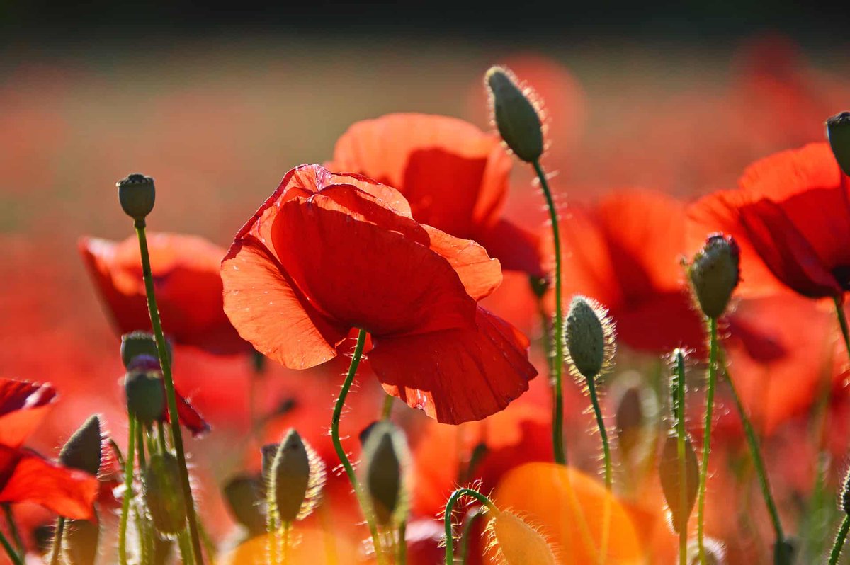 LeedsInspired's tweet photo. Our Armistice 100 page brings together events in Leeds commemorating the end of WWI. #Armistice100 #Leeds https://t.co/eJNXI8XTaz https://t.co/Uq6acBjlWh