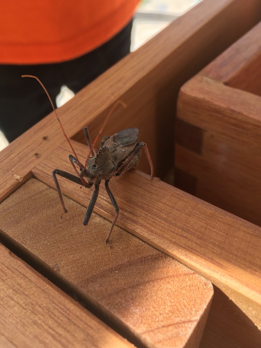 amanda_bazan's tweet photo. We found this bug on our playground. Didn’t touch just looked for safety. We learned what it was. Does anyone have a guess? https://t.co/mQiU3XLEQi