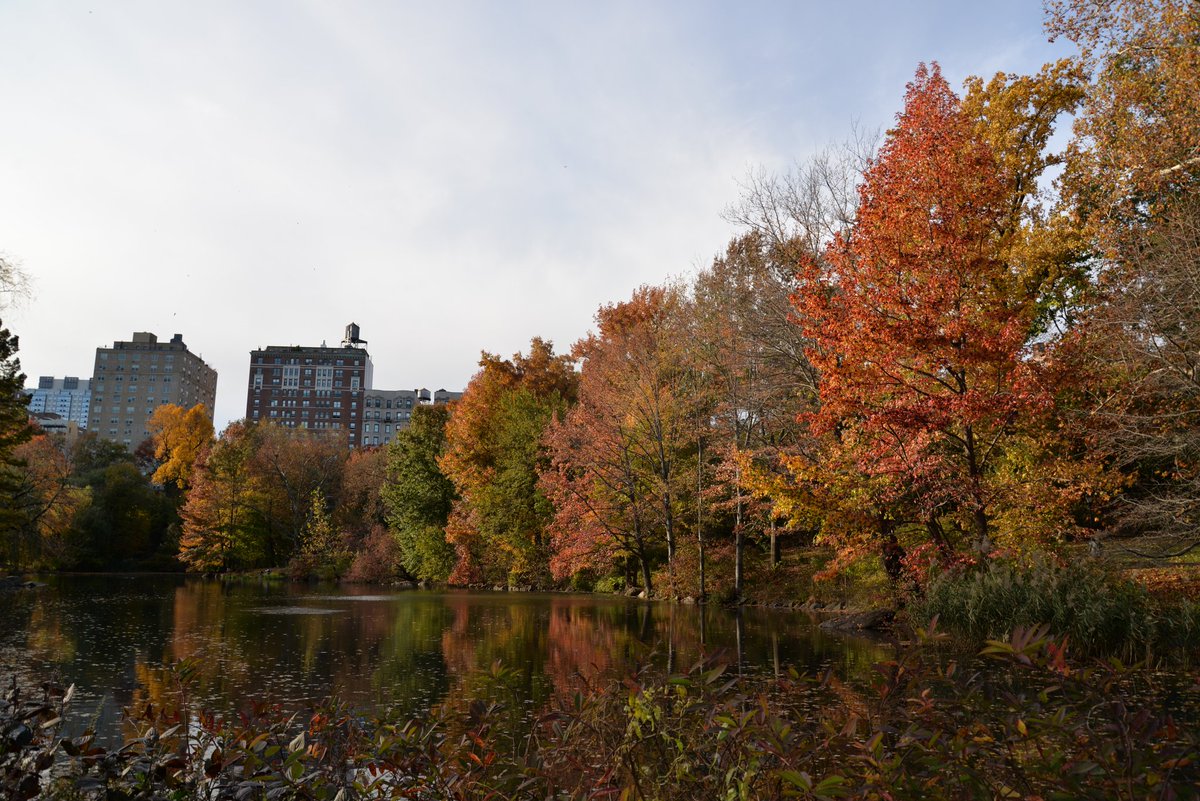 Went on the foliage watch tour yesterday. Beautiful colors in Central Park!#Centralparkfoliagewatch