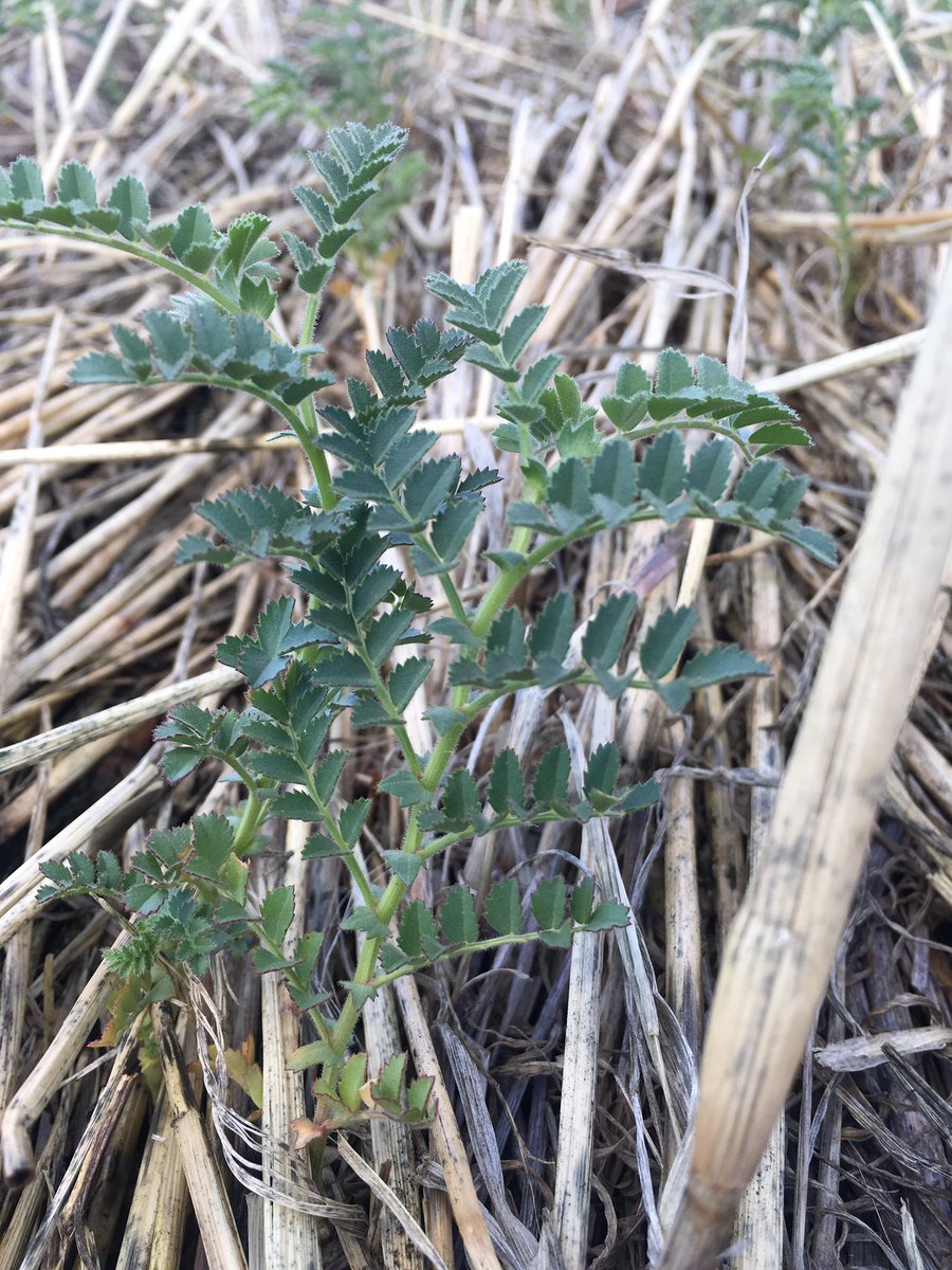 grassrootsag's tweet photo. Spring sown chickpeas at Marrar enjoying this weeks rain, benefits of a harvest delay! #fullprofile #completegroundcover @dfox05 https://t.co/Gbo5pvWZEh