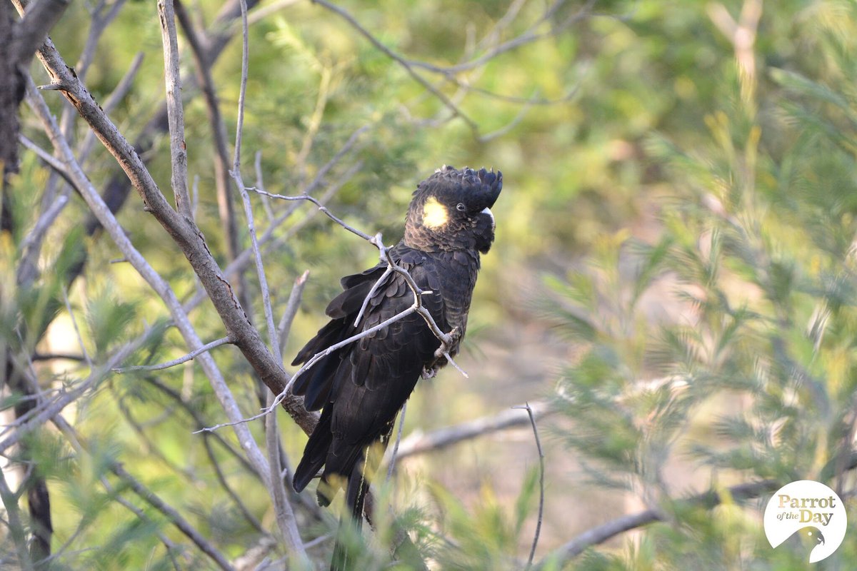 ParrotOfTheDay's tweet photo. In honour of the two-day National Black-Cockatoo Forum #bcforum underway at @ZoosVictoria's Melbourne Zoo, here are some yellow-tailed black-cockatoos (Calyptorhynchus funereus) we met recently at Cardinia Reservoir Park, 45km SE of central Melbourne #ownpic https://t.co/zILjH3bh1d