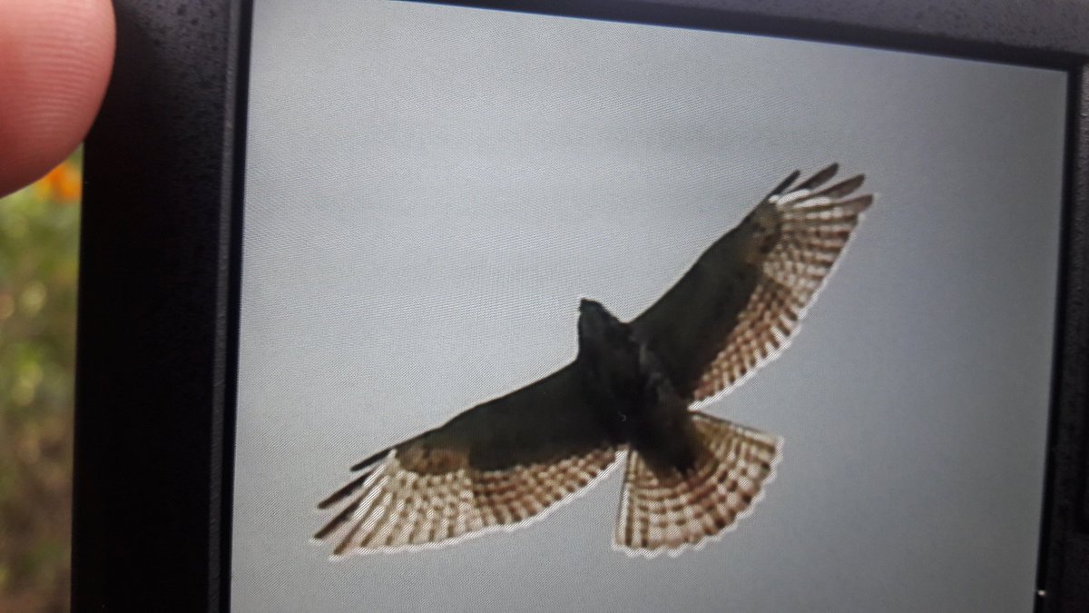 oswaldoaves's tweet photo. #FelizJueves hoy con esta gratisima observacion en nuestra salida de observacion de aves en el #ParqueSimonBolivar gavilán de Swainson o aguilucho langostero (Buteo swainsoni)
Fotografia de Jorge Larrota
#MapaALaVista
#BogotaBirding
https://t.co/s5U1w6sKDP https://t.co/vfSFJiEbFE
