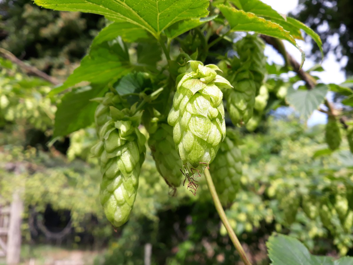 Ballykilcavan's tweet photo. We're launching our 2018 Fresh Hopped beer in Egan's Off-licence in Portlaoise tomorrow evening. All the hops and all the barley grown on our farm, all within 400m of where the brewery is being installed. Only 1500 bottles available. https://t.co/cA9nJ8LvTb