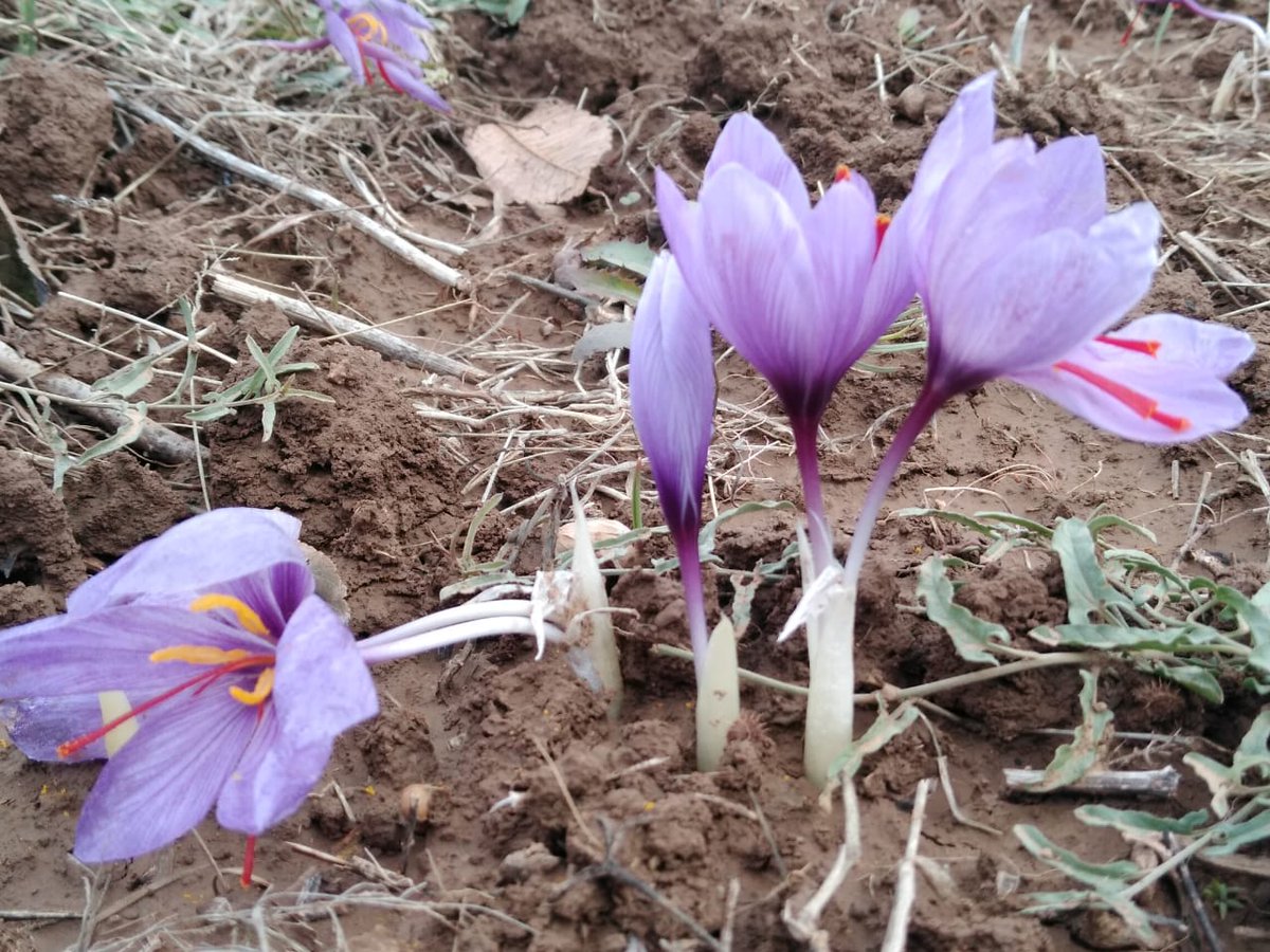 itz_zaid's tweet photo. Saffron town #pampore #kashmir #2k18 https://t.co/xVVHSMSKiL