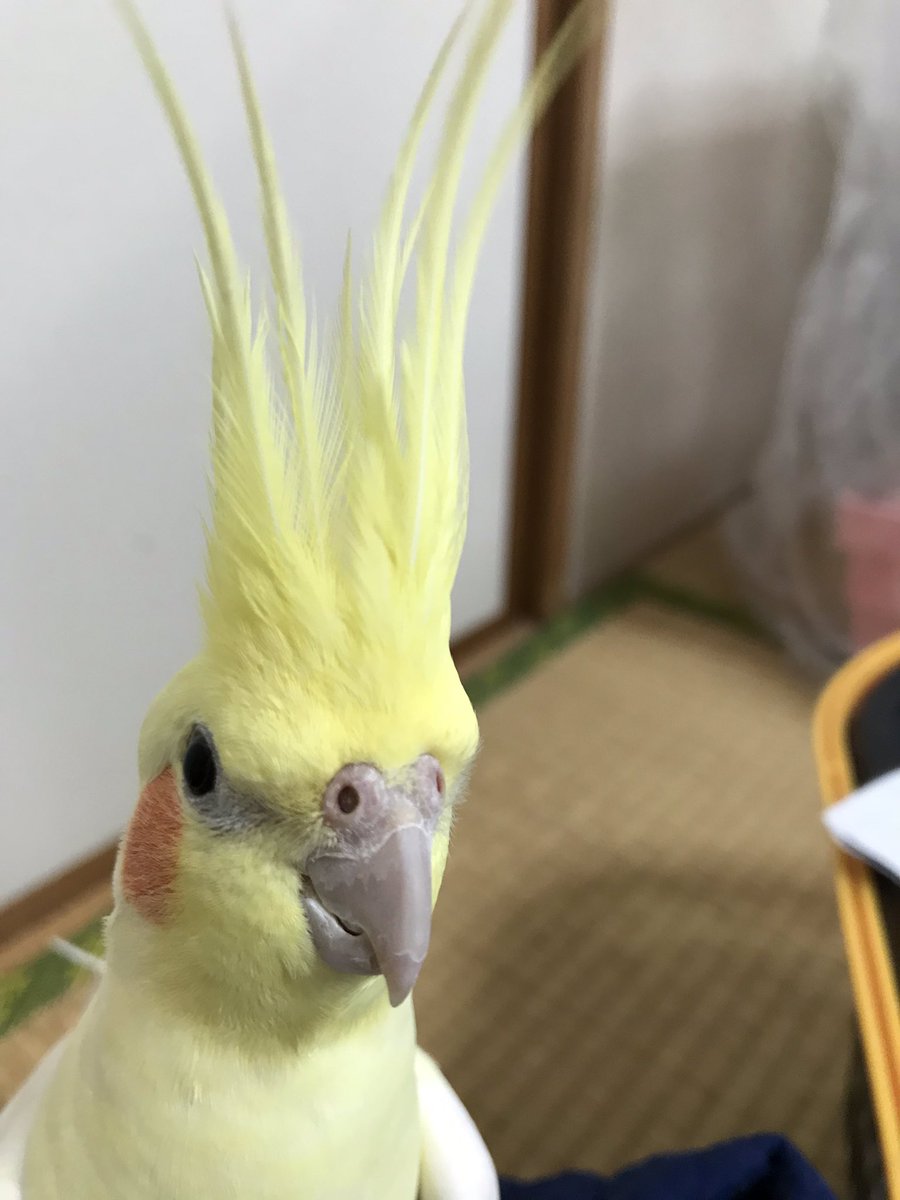 すあまちゃんのニラが激しく爆発して私もびっくりだよ！