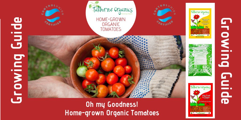 talborne's tweet photo. Our Organic Tomato Growing Guide is ready for you! Happy Tomato Growing. You can download it here: 🍅🍅🍅🍅 https://t.co/5rHIetlyGR https://t.co/3BIodndFrm