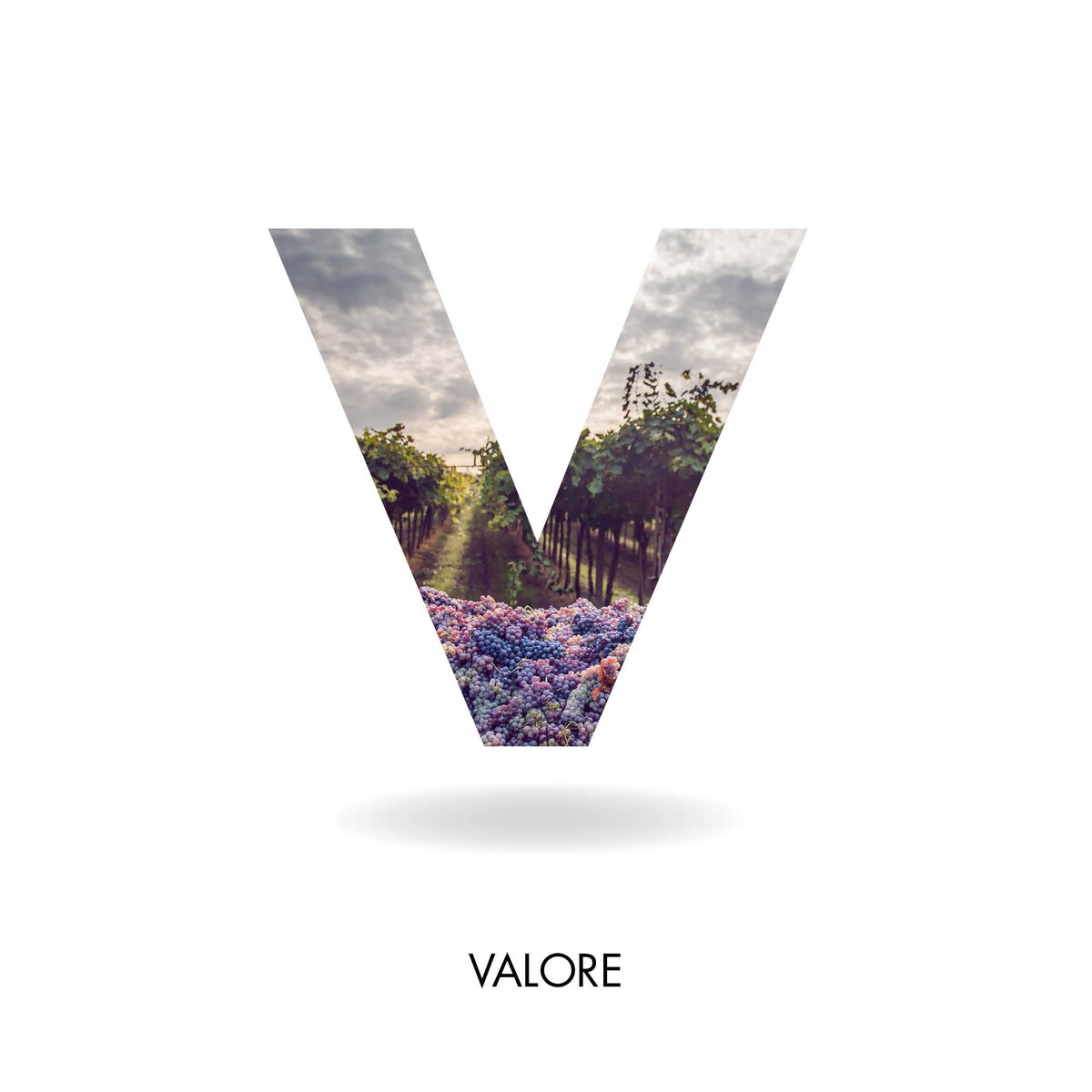 #Valore: La straordinaria #ricchezza di #varietà di #uve  rende il #Lambrusco un #vinounico 
#parolelambrusche #mediciermete