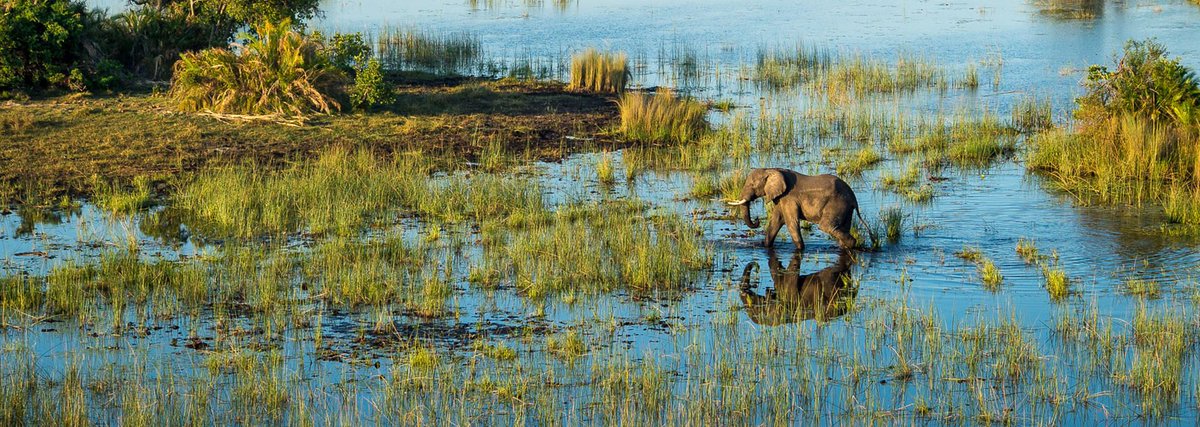 African_TC's tweet photo. Boasting unparalleled game viewing opportunities, find out why Mombo and Little Mombo Camp should be at the top of your list when planning a safari in Botswana’s Okavango Delta https://t.co/86oTcPzaPR @WeAreWilderness @BotswanaTourism #Botwsana #OkavangoDelta https://t.co/aCTNvQArVg