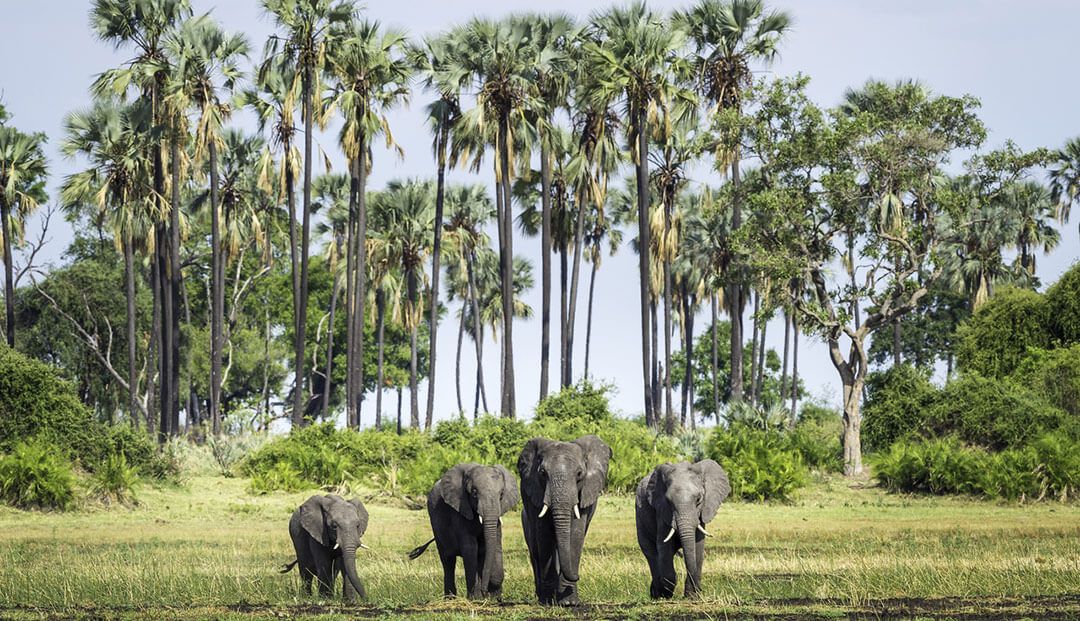 African_TC's tweet photo. Boasting unparalleled game viewing opportunities, find out why Mombo and Little Mombo Camp should be at the top of your list when planning a safari in Botswana’s Okavango Delta https://t.co/86oTcPzaPR @WeAreWilderness @BotswanaTourism #Botwsana #OkavangoDelta https://t.co/aCTNvQArVg