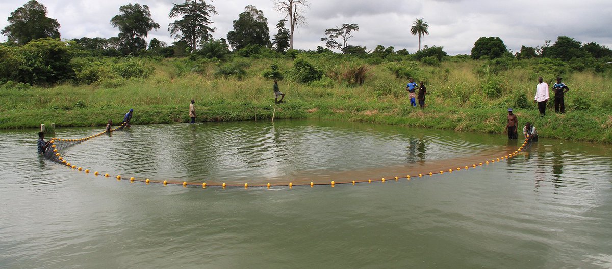 CORAFNews's tweet photo. La #pisciculture est une source d'emploi en Afrique de l'Ouest. A l'avenir, elle pourrait jouer un rôle clé dans l’#alimentation des générations futures.
>> https://t.co/2y9JUQDPSJ #PROGEVAL #Agribusiness #CôtedIvoire https://t.co/3CAPq24LsB