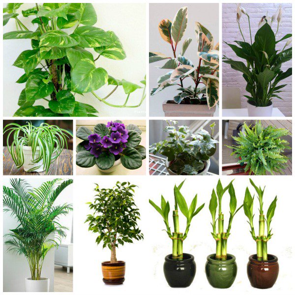 #Nature brings freshair, #positivity, #peace, and #serenity into your home. Research has shown that viewing nature reduces anxiety and stress. #Fengshui indoor #plants are an important part of your decor if you aim is to bring in positivity, calmness, and serenity.