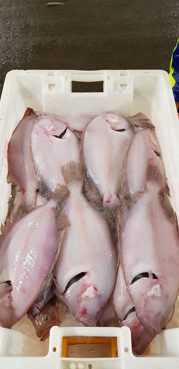 Shetland Seafood Auctions tweet media
