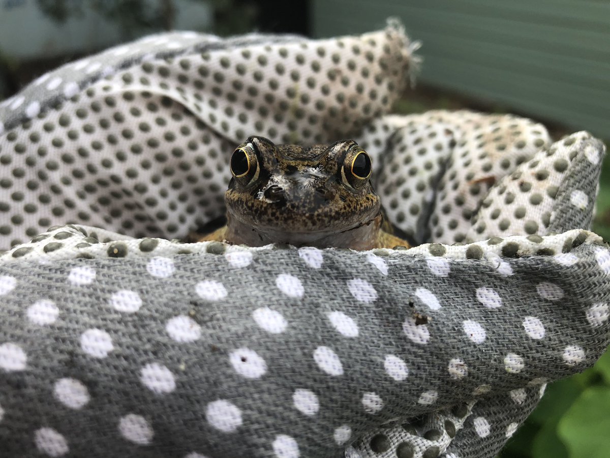 roseberyteahut's tweet photo. @froglifers look who popped up to visit @spitz_cityfarm ❤️ https://t.co/k3iy0YN9X9