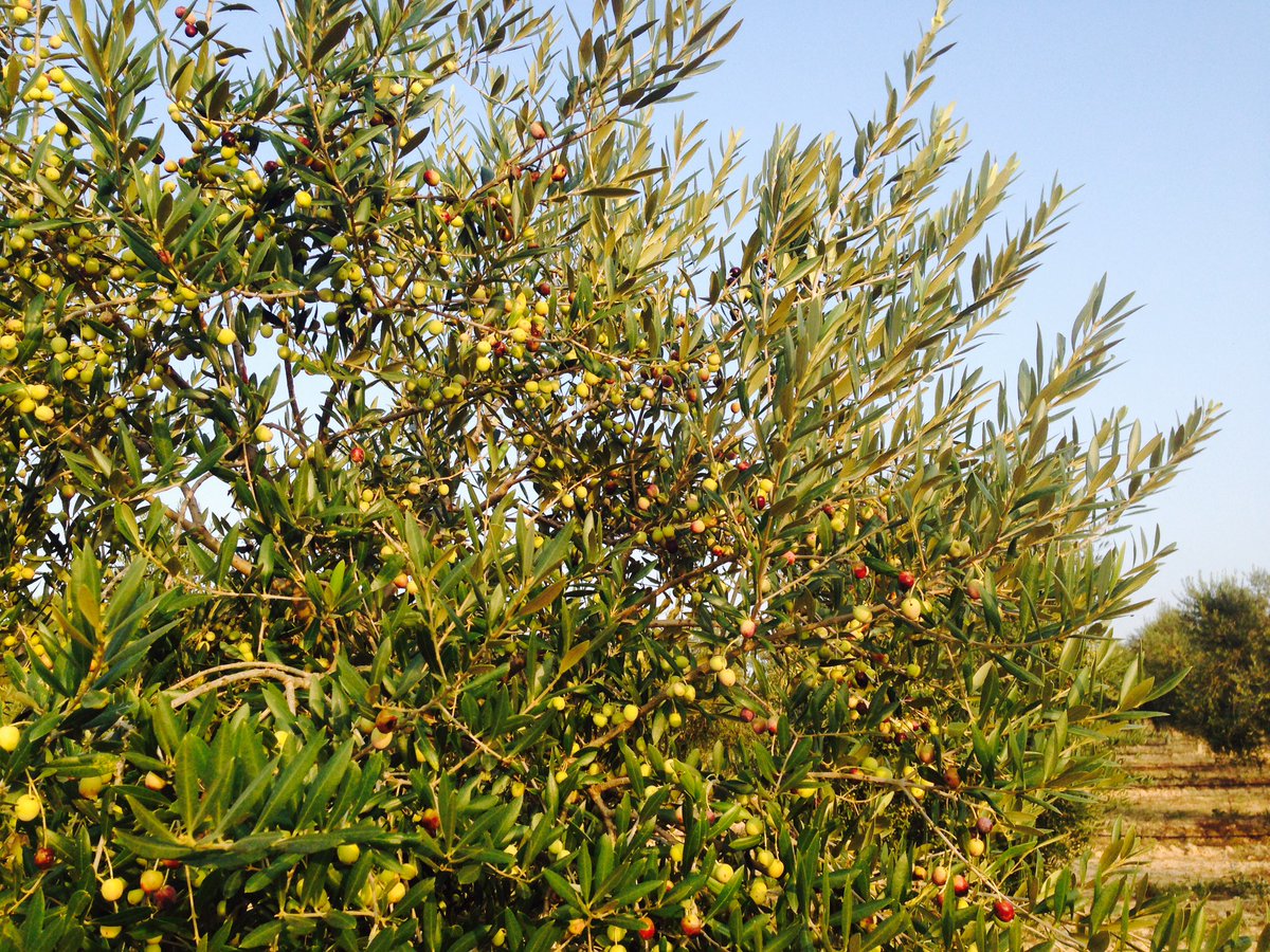 CALSABOI's tweet photo. Cal Saboi new harvest is around the corner, our arbequinas are ready. #calsaboi #extravirginoliveoil #arbequina #evoo #aove https://t.co/x8zxGhbDDx