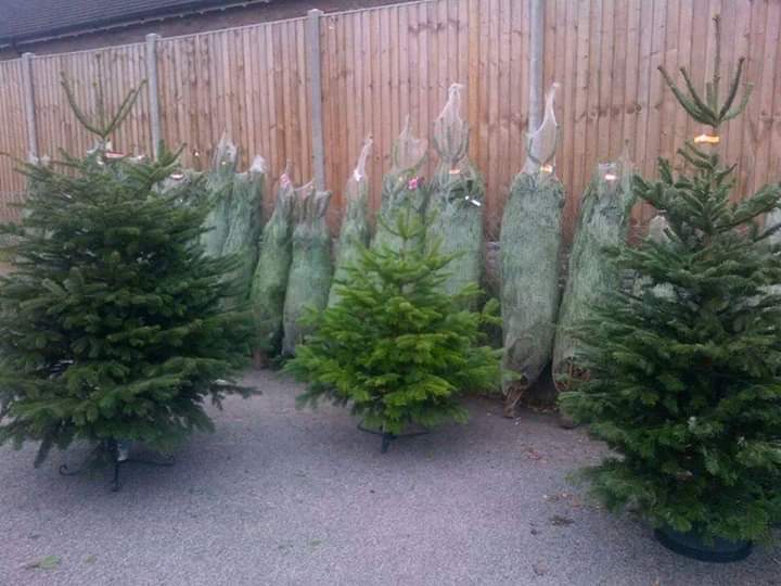 PristineGardens's tweet photo. Premium grade Christmas trees delivered to your office hassle free with disposal service available https://t.co/PvPwKh17xu