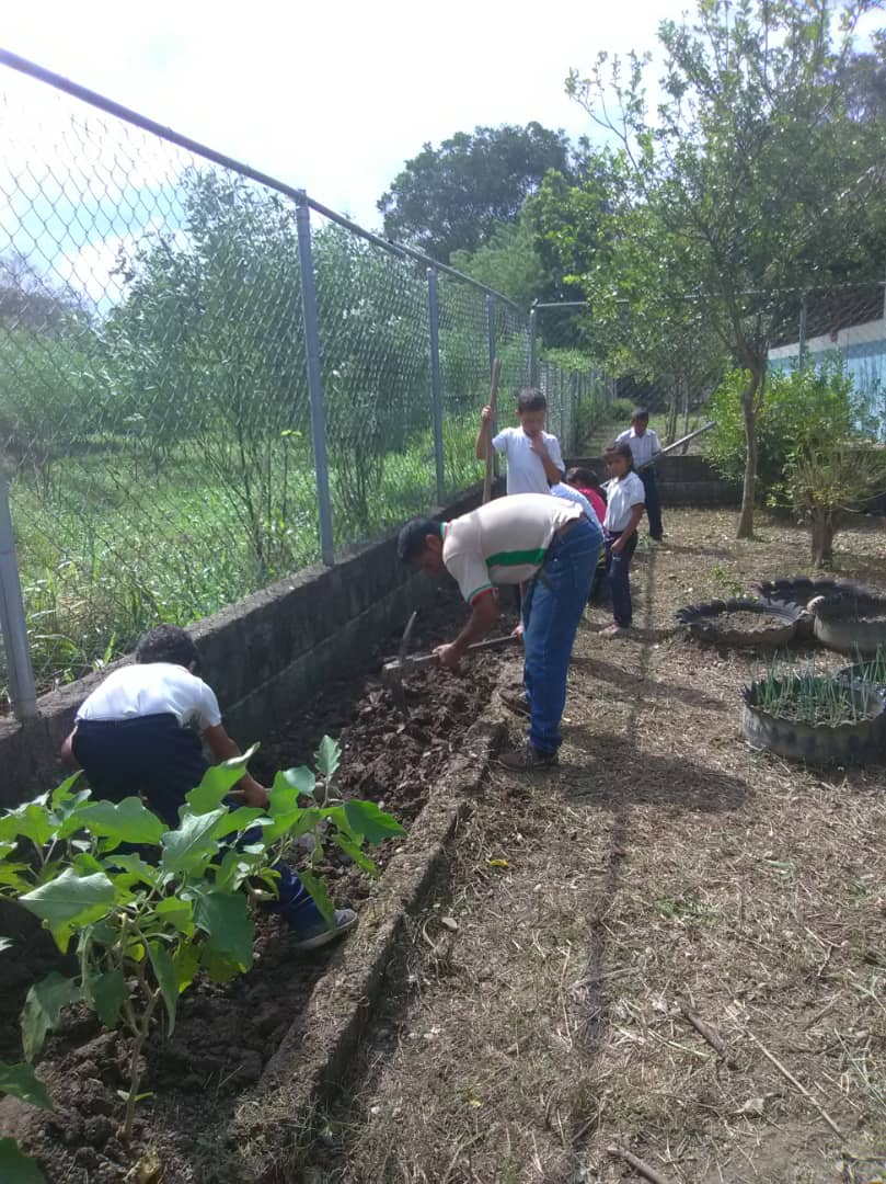 ptmsaat1's tweet photo. Preparacion de terreno para la siembra de aji en el Konuco Escolar E.B Jacinto Convit C.E 1.10 https://t.co/QbdNLZCcjG