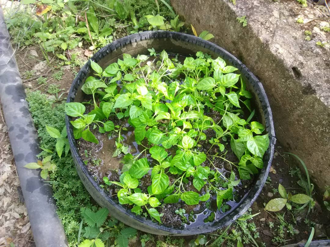 ptmsaat1's tweet photo. Preparacion de terreno para la siembra de aji en el Konuco Escolar E.B Jacinto Convit C.E 1.10 https://t.co/QbdNLZCcjG