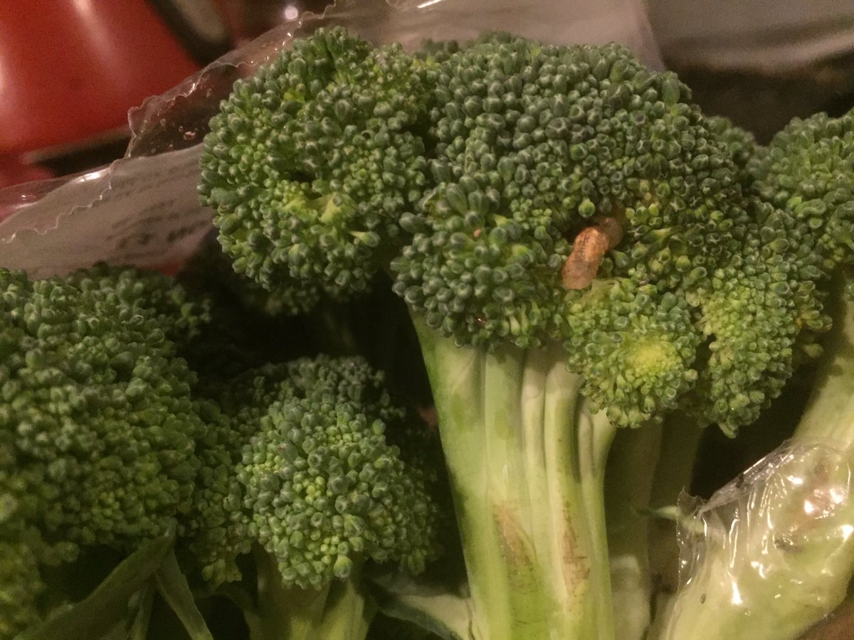 StevenJobes's tweet image. Maggots in the Organic Brocoli at Tesco again, as this has happened to me before. So if you’re buying Organic Brocoli from Tesco this week, give it a good wash.
#foodhygene #tesco #organicfood #Brocoli #healthandsafety #news #woodgreen #boundsgreen #London #localnews