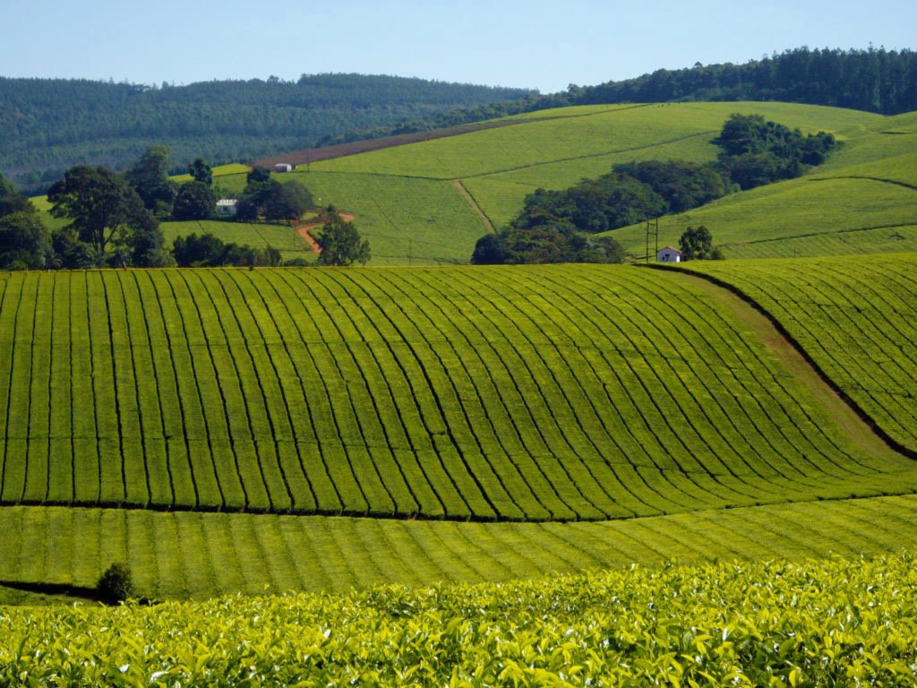 kwikbucks's tweet photo. Our Zimbabwe, your beautiful destination for tourism, tea growing https://t.co/i5w8uNNEE7
