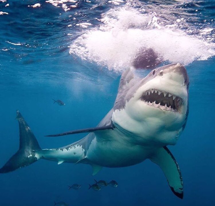 exploreemore's tweet photo. In an ocean full of clownfish, be a great white. https://t.co/muspksz70c