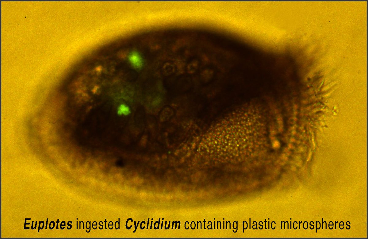 JPlanktonRes's tweet image. #Zooplankton #Plastivory!  New Virtual Special Issue of JPR on this topic!

academic.oup.com/plankt/pages/z…